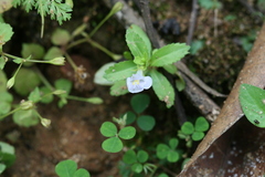 Lindernia antipoda